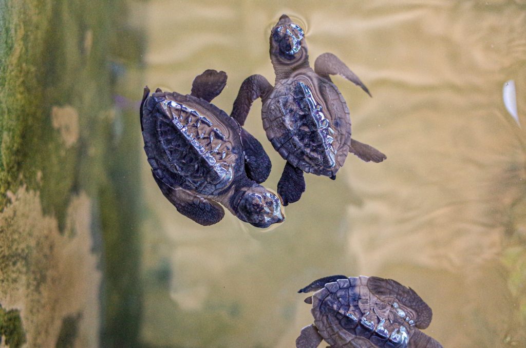 A sea turtle hatchling making its way toward the ocean